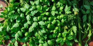 Fresh green herbs arranged on a wooden table.
